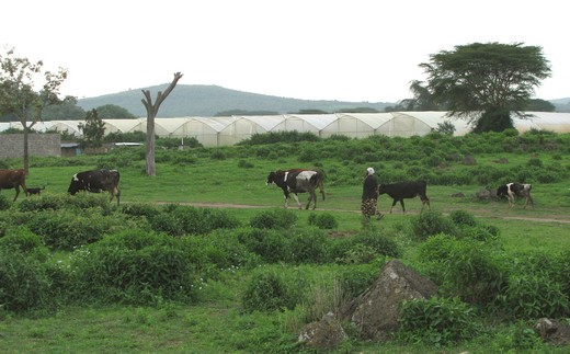 Květinové farmy u jezera Naivasha.