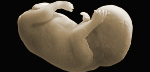 Nalezená lidská embrya pocházejí z vědeckého pokusu (ilustrační foto).