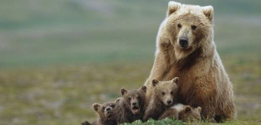 Medvědice s mláďaty (ilustrační foto).