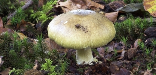Muchomůrka zelená patří mezi prudce jedovaté houby.