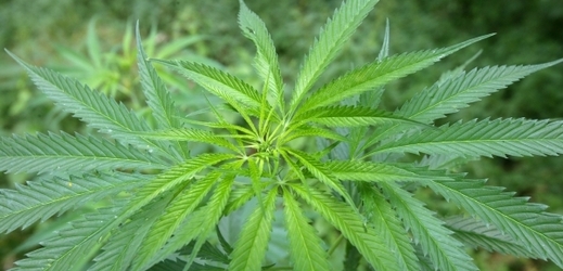 Marihuana je v Česku stále populární (ilustrační foto).