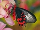 Dalším motýlem s netradičním tvarem křídel je Atrophaneura semperi. Jejich zbarvení přímo vyzývá k obdivu.