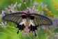 Dramaticky zbarvený i tvarovaný Papilio memnon alcanor.