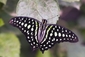Puntíkovaný Graphium agamemnon se vymyká tradičnějšímu motýlímu zbarevní ve formě pruhů.