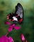 Papilio Rumanzovia má nezvykle tvarovaná křídla a také kombinace jejich barev není tradiční. Zato je ale velmi krásná.