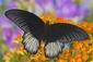 Papilio lowii může svými barvami připomínat můru, ale ušlechtilý tvar křídel vás nenechá na omylu: jde skutečně o motýla, navíc o dalšího s dokonale symetrickými šedivými proužky ve dvou odstínech.