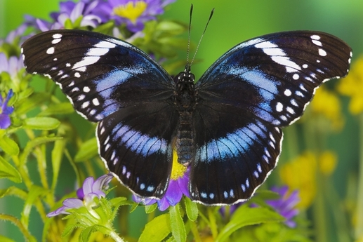 Hypolimnas monteironis je motýl se známou kombinací černé, modré a bílé barvy v dokonale harmonickém uspořádání.