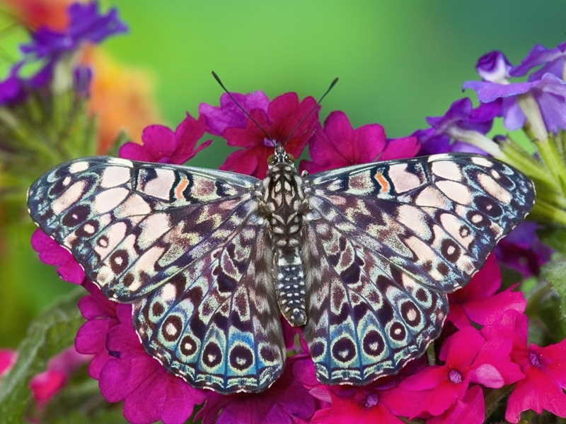 Strakatého motýlka s názvem Hamadryas feronia (Babočka) byste zaručeně nepřehlédli.
