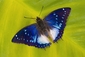 Temně modrá až fialová křídla dala tomuto motýlovi v latině jméno Charaxes violetta (Ostruhák).