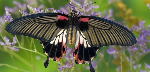 Dramaticky zbarvený i tvarovaný Papilio memnon alcanor.