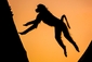 Povedený snímek opice ve skoku. Pravděpodobně se jedná o magota.