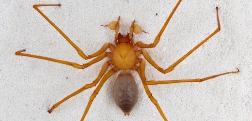 Nově objevený pavouk dostal rodové jméno Trogloraptor (jeskynní lupič).