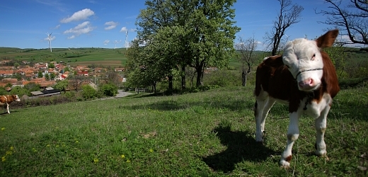 Krávy mají mít v novém českém filmu významnou roli.