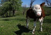 Krávy mají mít v novém českém filmu významnou roli.