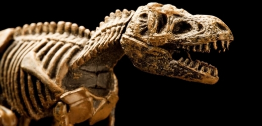 Kostra dinosaura byla nalezena ve Francii (ilustrační foto).