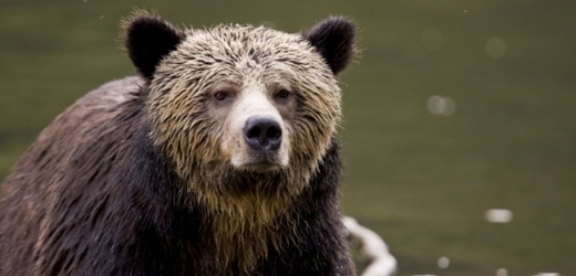 Medvěd grizzly zabil turistu v národním parku na Aljašce (ilustrační foto).