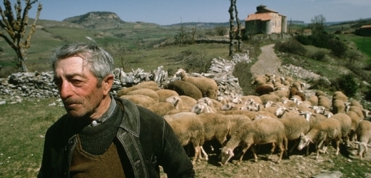Chovatelé tvrdí, že je vyloučeno, aby ovce a vlci existovali zároveň.