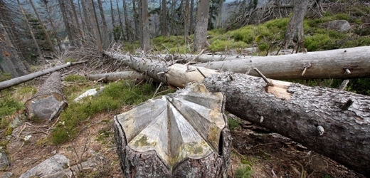 Zloděje, kteří káceli stromy v nejvíce chráněné zóně šumavského národního parku, přistihli v neděli správci parku.