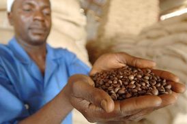 Ukázka ze sklizně keňských pěstitelů kávy.