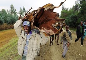 Rolník v Tanzanii nese na trh kravskou kůži.