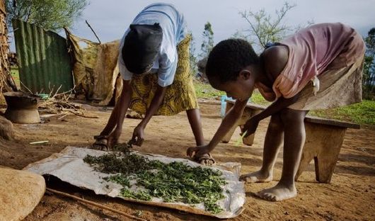 Děti v Ugandě pomáhají při zpracování sklizně. 