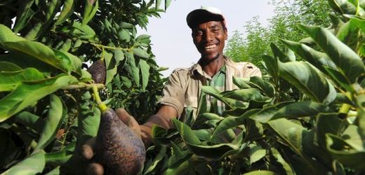Keňský zemědělec sklízí avokádo. 