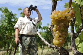Vinaři nyní hlídají úrodu před sklizní (ilustrační foto).