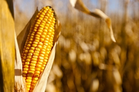 Ceny kukuřice a ostatních obilovin stoupají. (ilustrační fot)