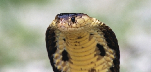 Kobra monoklová.