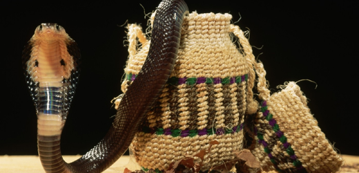 Kobra monoklová (ilustrační foto).