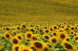 Suché a horké léto zapříčinilo propad v produkci slunečnic a dalších olejnin.