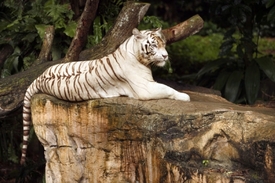Ve volné přírodě už bílí tygři zřejmě vymřeli.