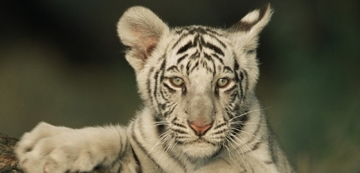 Mládě vzácného bílého tygra bengálského.