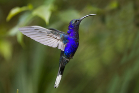 Loni se nestačili divit na letišti ve Francouzské Guayaně, když v kalhotách jednoho z cestovatelů objevili kolibříky (ilustrační foto).
