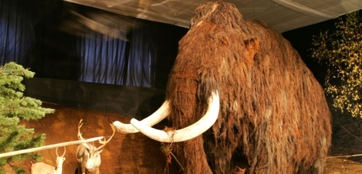 Expedice našla měkké části mamutích ostatků, srst a kostní dřeň (ilustrační foto).