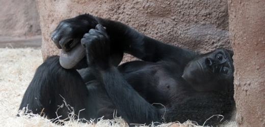 Moja, první gorila narozená v Česku, je březí.