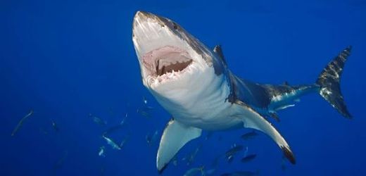 Žralok zuby má jak nože... Na snímku bílý žralok.