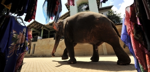Srílanský sloní sirotčinec v Pinnawale, odkud do pražské zoo o víkendu přicestují dvě slonice, chová největší stádo slonů indických na světě.