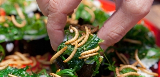 Nutriční kvality hmyzu, tedy především proteiny či minerální látky, jsou značně vysoké.