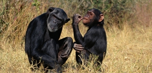 Děsivé zprávy se objevují z oblasti ve východním Kongu, kde velké skupiny primátů začaly napadat místní vesničany (ilustrační foto).