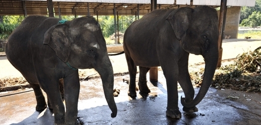 Sedmiletá slonice Tamara (vlevo) a Janita v sloním sirotčinci v Pinnawale.