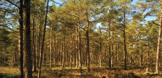 Rozloha tuzemských lesů je v současnosti nejvyšší od doby existence zemských katastrů.