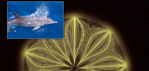 Hlas ušlechtilého delfína kapverdského na akustickém grafu.
