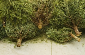 Vánoční stromky letos meziročně nejspíš mírně podraží.