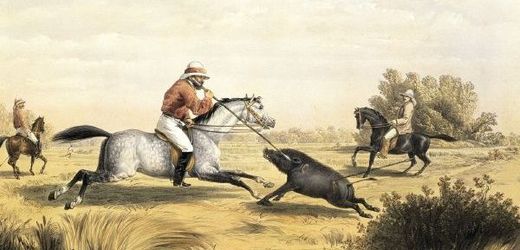 Zapichováním divokých prasat se na obrázku z roku 1861 baví britští koloniální úředníci a vojáci.