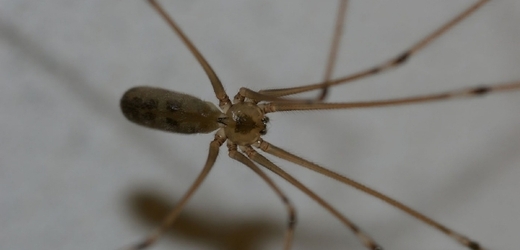 Pavouk má rozpětí končetin 33 centimetrů (ilustrační foto).