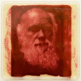 Portrét Charlese Darwina vytvořený z bakterií Serratia marcescens.