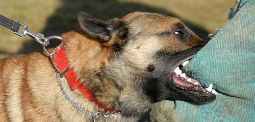 Volně pobíhající psi bez náhubků obtěžují kolemjdoucí (ilustrační foto).