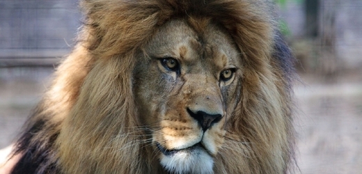 V zajetí v současnosti přežívá už jen několik posledních desítek kusů lva berberského.