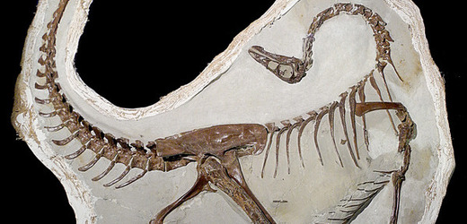 Fosilie dospělce se zachovanými dlouhými pery na předních končetinách.